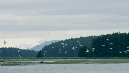 A flock of seagulls flapped their wings from the river wetlands into the sky.