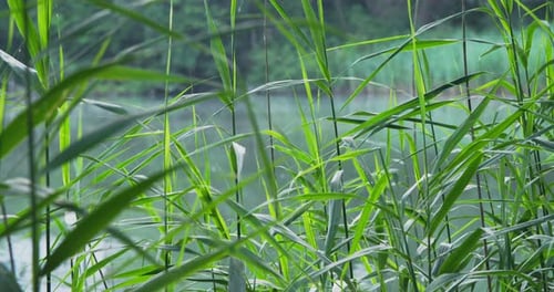green reeds by a pond
