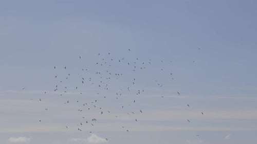 Birds Soaring Freely Through Blue Sky
