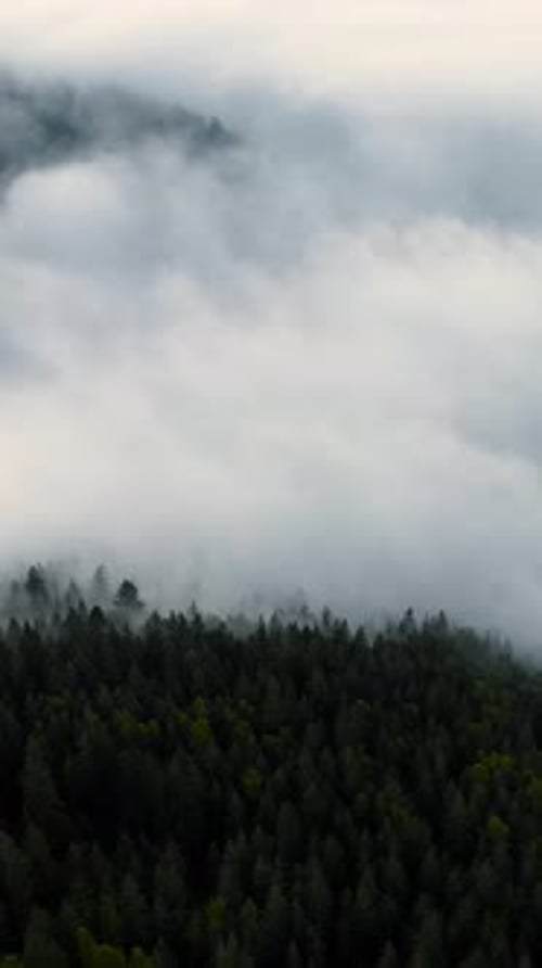 Vertical Screen Aerial Drone Footage Over Dense European Forest in Foggy Weather