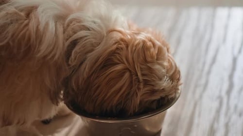 Cute Puppy Eating Cozy Scene Of Fluffy Puppy With Whiskers In Sunlight Intimate View Of Cuddly Puppy