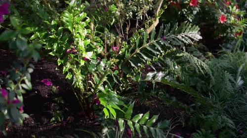 Close Up of Beautiful Tropical Plants Growing in the Greenhouse on a Sunny Day