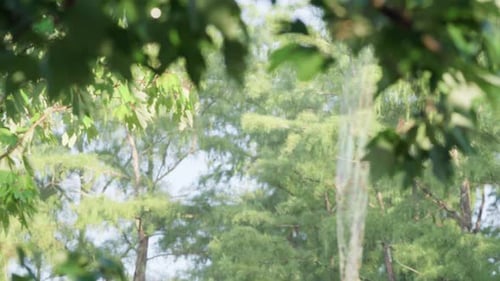 cypress forest landscape focus rack from background to foreground