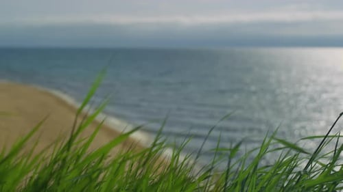 Grass Moving Sea Beach Outdoors. Ocean Waves Crashing in Empty Sand Shore