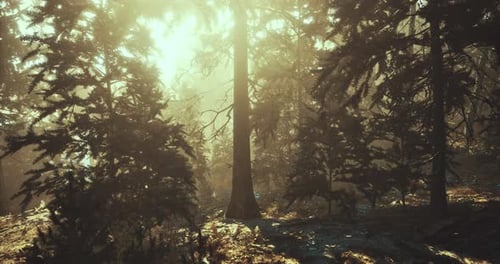 Golden Sunlight Filters Through Tranquil Forest Trees at Dawn