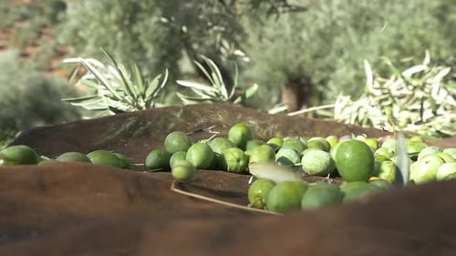 Green olives