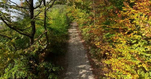 Route à travers la forêt d'automne sur la montagne, prise de vue aérienne, belle journée ensoleillée sur des arbres multicolores