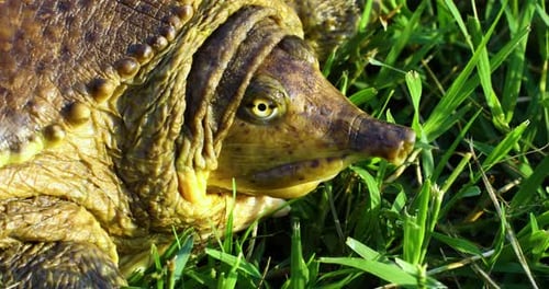 Vídeo detalhado capturando uma tartaruga fêmea espinhosa de casca mole descansando perto da costa