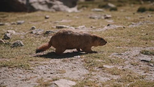 Wild Marmot Walks Cautiously Across the Field