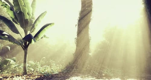 Soft Sunlight Filters Through Trees in a Tranquil Forest Setting