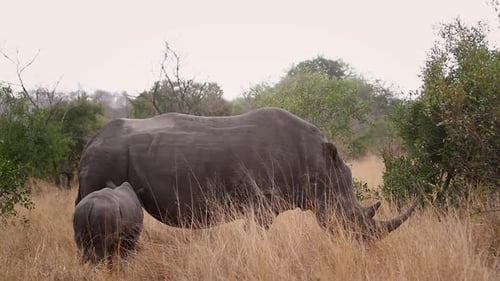 Southern white rhinoceros in Kruger National park, South Africa