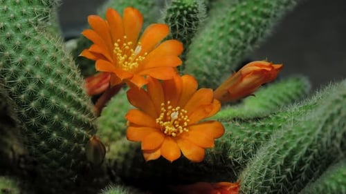 Time lapse video of cactus flower plant, in the style of black background.