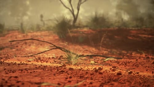 Tree in Background of Dirt Field