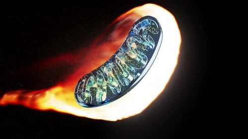 Conceptual animation of a mitochondria on fire