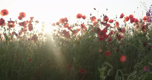 Summer Poppies Field at Sunset