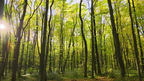 Illuminée par les rayons du soleil, forêt verte aux arbres luxuriants au lever du soleil d'automne Amazing Wild