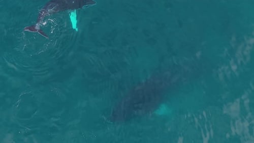Aerial View of Two Whales Swimming in Ocean
