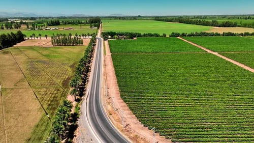 Agriculture of Tobacco Industry, aerial view over tobacco fields in Chile