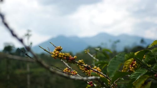 fresh coffee berries