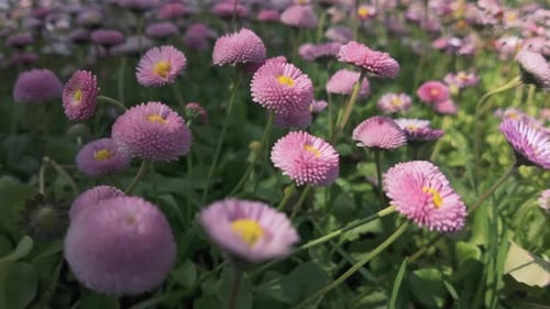Pink double flowers of Daisies, Bellis perennis bloom in spring, swaying in wind