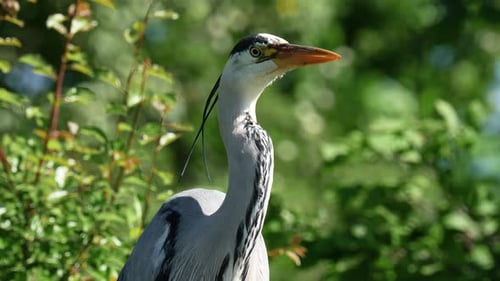 Grauer Reiher