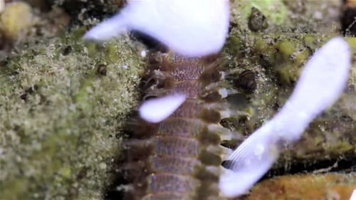 Bristle worm searching for food during low tide, Eilat, Israel