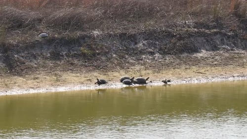 Ballen westlicher Hühnerschildkröten, die sich am Ufer eines Teiches zwischen den Sandhügeln sonnen