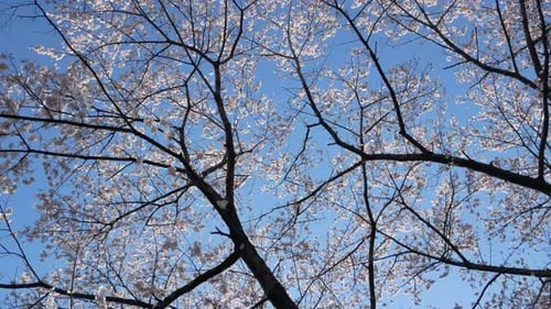 View up to the sky while Walking among the giant cherry blossom trees (sakura trees) in full bloom o