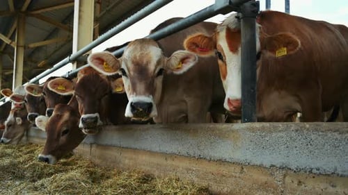 Cows Feeding in the Farm. Eating Hay in cowshed barn. Modern Dairy farm. Milk production. Livestock,