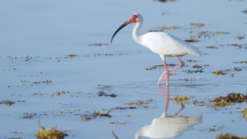 White Ibis Feeding in Water by Seaweed