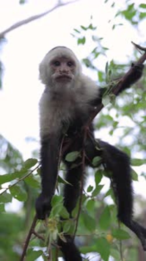 Adorable et curieux jeune singe capucin sur une branche d'arbre dans la canopée de la forêt tropicale
