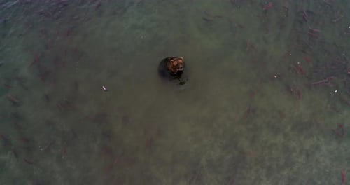 Brown Bear surrounded by thousands of Salmon fish in Kamchatka, Aerial view