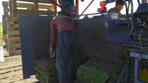 The Use of Harvesting Equipment in Action on a Productive Farm for Rolled Green Lawn Production