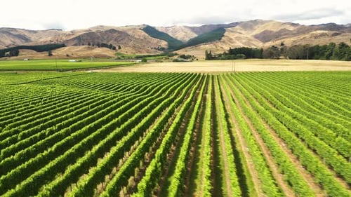 Vineyard In New Zealand, Plantation Of Grapevines In Daytime. - aerial