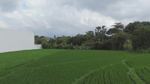 Aerial View of Urban Edge Rice Field in Bali Green Paddy and Grey Sky
