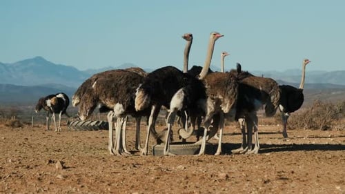 A Group of Ostriches Grazing Peacefully on a Farm Amid Scenic African Landscapes
