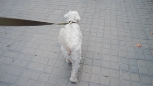 Small White Dog Walking on Leash in City