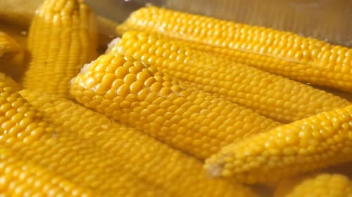 Close Up of Boiled Yellow Corn on the Cob