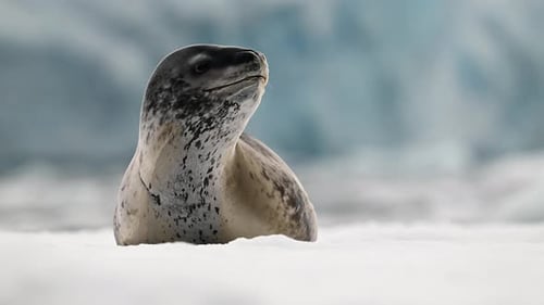 Leopard Seal resting on a floating iceberg in Antarctica