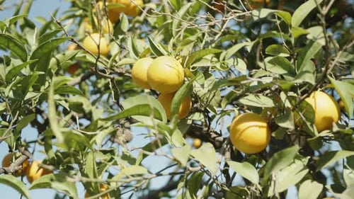 Ripe oranges on the tree against the backdrop of a blue sky, panoramic view around.