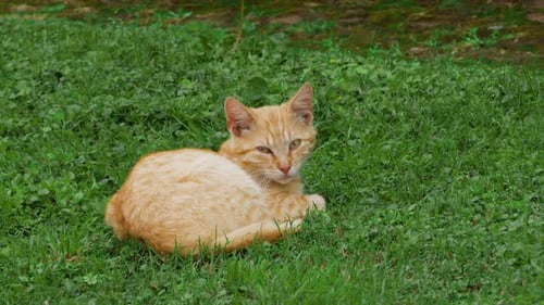 Adorable orange and white cat relaxes on the grass. Sleepy cat laying on green grass. Small orange t