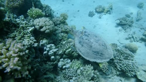 Sea Turtle sitting on reef and eating coral, Slow motion, Close up