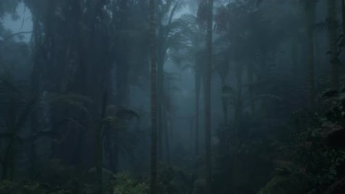 Tropical Forest In The Morning Fog