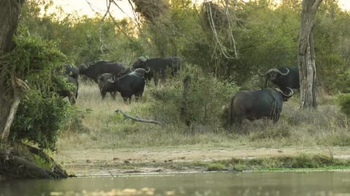 Weitwinkelaufnahme einer Kapbüffelherde, die in der Nähe eines Wasserlochs steht, Greater Kruger.