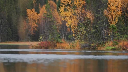 Teintes vibrantes d'une forêt automnale bordant les rives d'une rivière enneigée, créant une atmosphère dynamique et chaleureuse