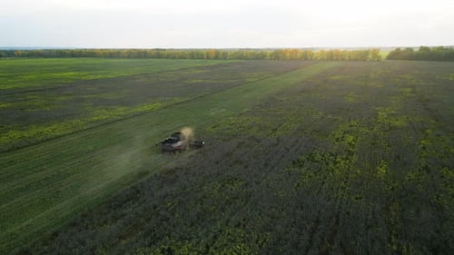 Agricultural Machinery During Work Aerial View of Combine Harvester Removes the Grass in Sunset