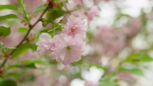Soft Pink Cherry Blossoms in Spring Bloom