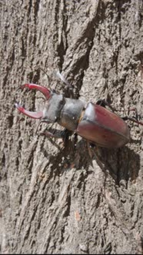 Close-up of Stag Beetle climbing tree bark, insect life in natural habitat