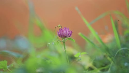 A delicate pink clover hidden within the lush green grass of a summer meadow, a charming detail that