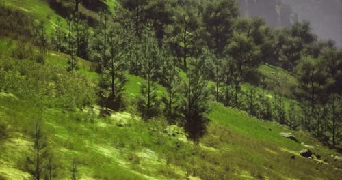 Lush Green Hills with Coniferous Trees in a Serene Landscape During Daylight